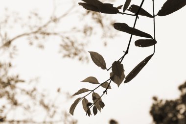 arka plan bulanık doku