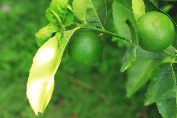 Zitrone auf dem Baum — Stockfoto