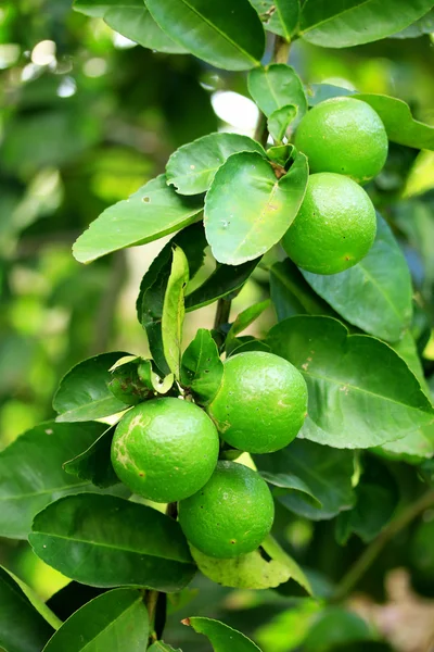 Zitrone auf dem Baum — Stockfoto