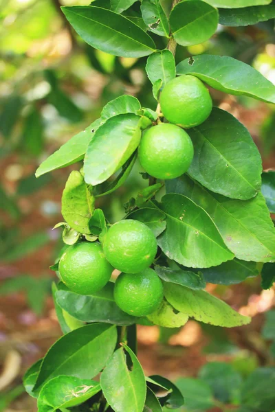 Zitrone auf dem Baum — Stockfoto