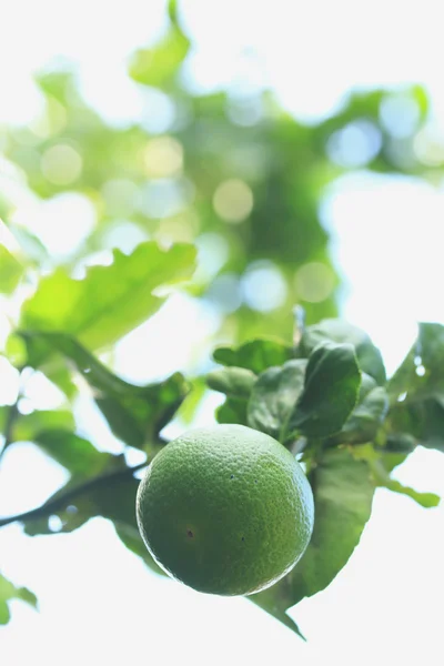 Zitrone auf dem Baum — Stockfoto