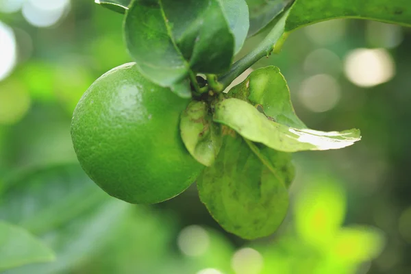 Zitrone auf dem Baum — Stockfoto