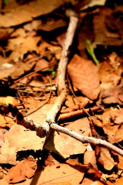 Feuilles séchées — Photo