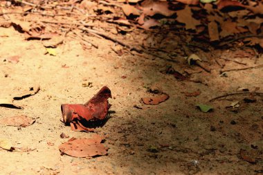 Kurutulmuş Yapraklar