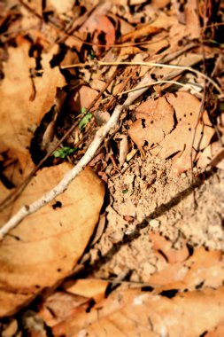 Kurutulmuş Yapraklar