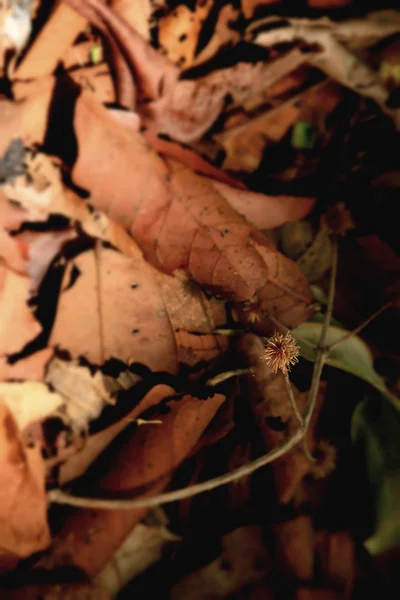 Feuilles séchées — Photo