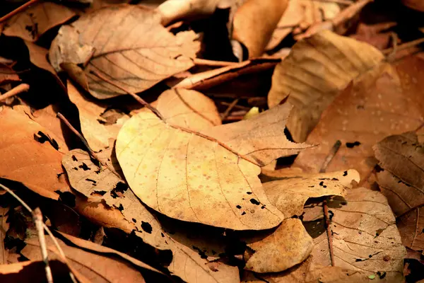 Feuilles séchées — Photo