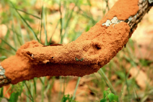 Termite su albero — Foto Stock