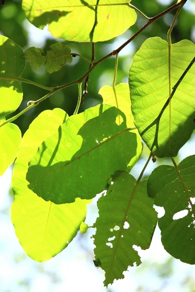 Groene bladeren in de herfst — Stockfoto