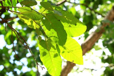 yeşil yaprakları sonbaharda