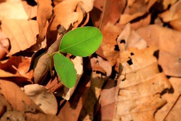 Zelené listy na podzim — Stock fotografie