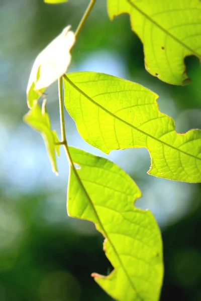 Groene bladeren in de herfst — Stockfoto