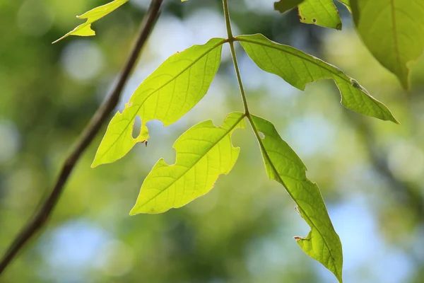Groene bladeren in de herfst — Stockfoto