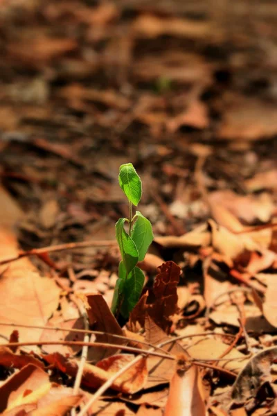 Plantas en el suelo — Foto de Stock