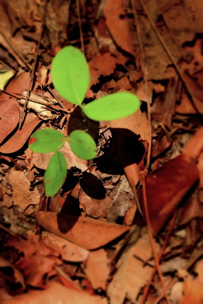 土壌の植物 — ストック写真