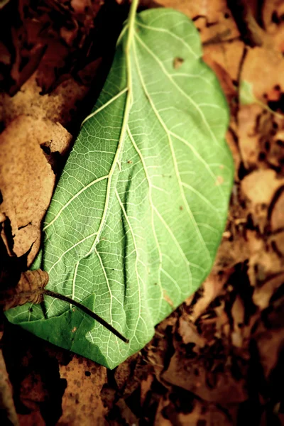 Feuilles séchées — Photo