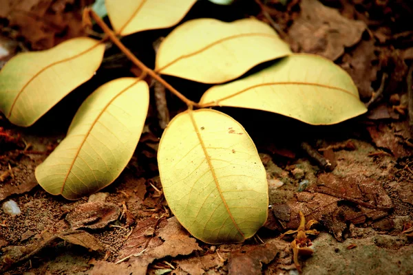 Feuilles séchées — Photo