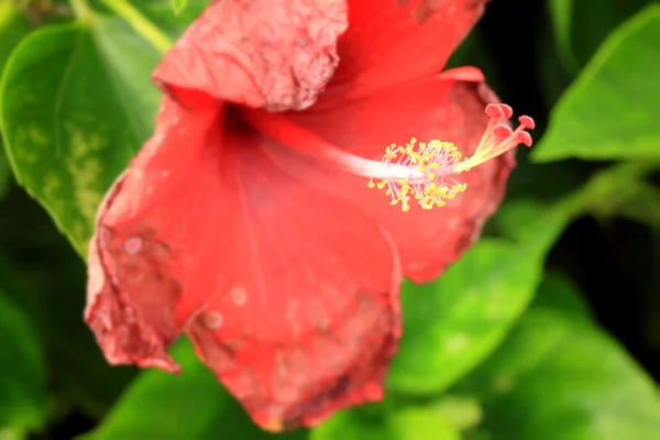 Flores desfocadas — Fotografia de Stock