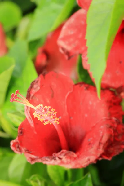 Niewyraźne kwiaty — Zdjęcie stockowe