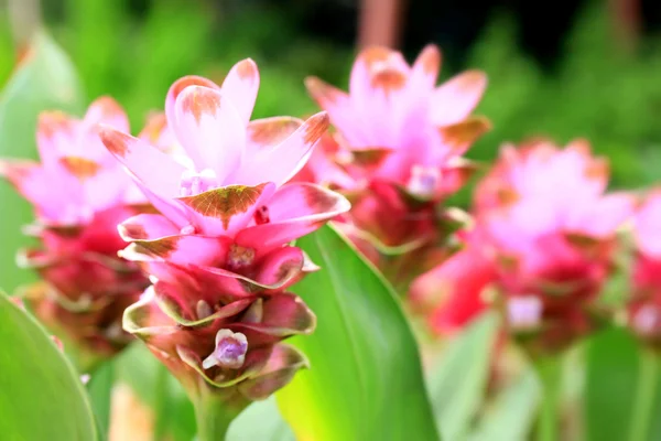 Siam tulipány v zahradě — Stock fotografie