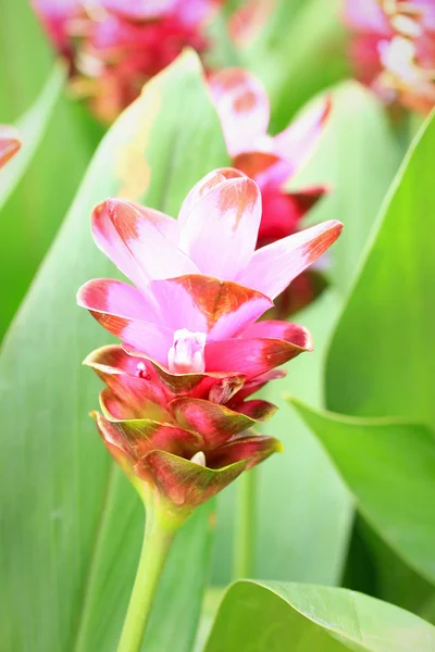 Siam tulipan kwiat w ogrodzie — Zdjęcie stockowe