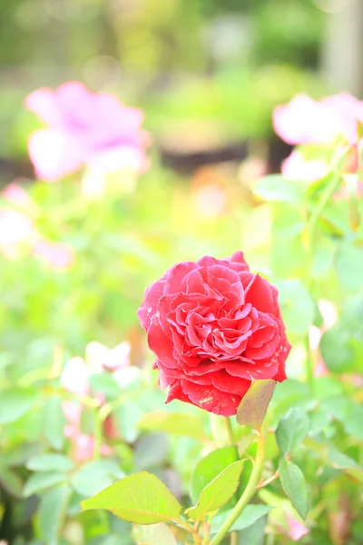 Vintage roses — Stock Photo, Image