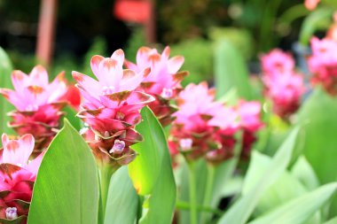 Siam Lale Çiçek Bahçe