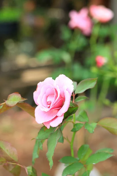 Vintage roses — Stock Photo, Image