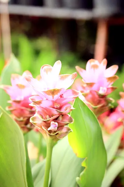 Siam tulipan kwiat w ogrodzie — Zdjęcie stockowe