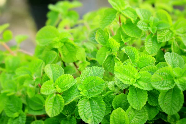 Hojas de menta de pimienta — Foto de Stock