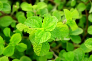 biber nane yaprakları