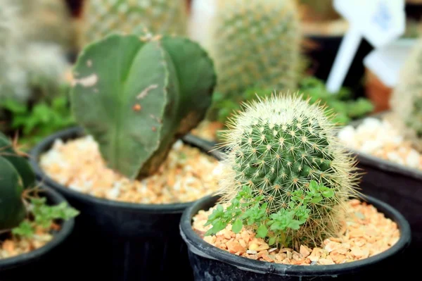 Close up cactus — Stock Photo, Image