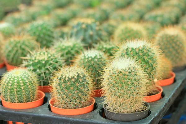 Close up cactus — Stock Photo, Image