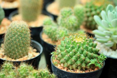 kaktüs kadar yakın