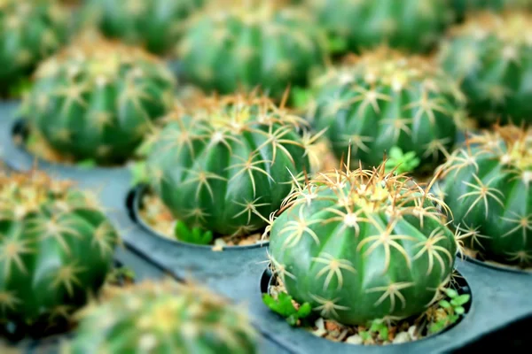 Közelről kaktusz — Stock Fotó