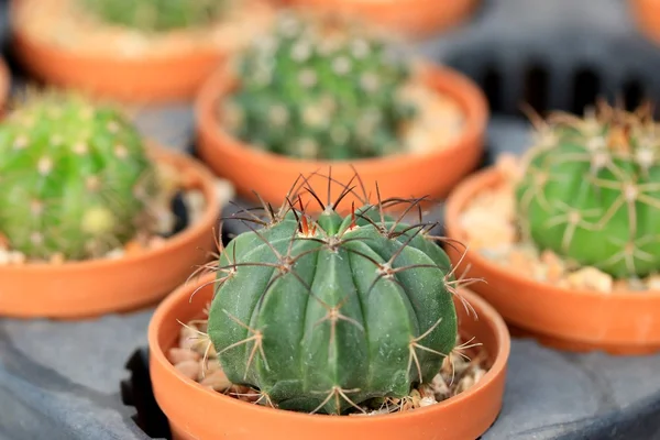 Cerca de cactus —  Fotos de Stock