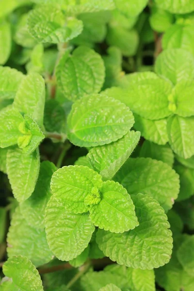 Hojas de menta de pimienta — Foto de Stock