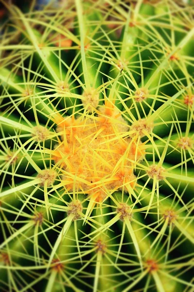 Close up cactus — Stock Photo, Image