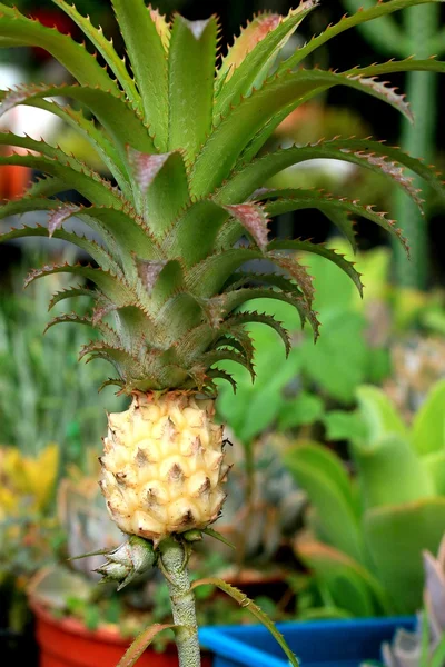 Ananas träd — Stockfoto