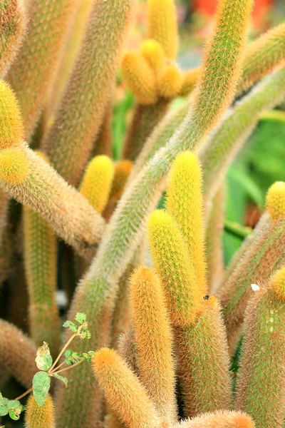 Nahaufnahme-Kaktus — Stockfoto