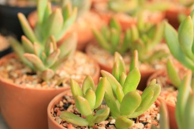 kaktüs kadar yakın