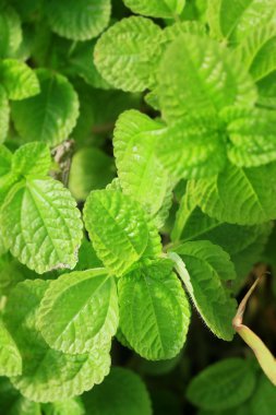 biber nane yaprakları