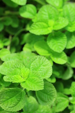 biber nane yaprakları