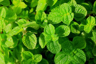 biber nane yaprakları