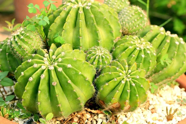 Közelről kaktusz — Stock Fotó