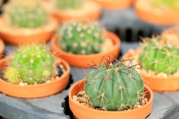 Close up cactus — Stock Photo, Image