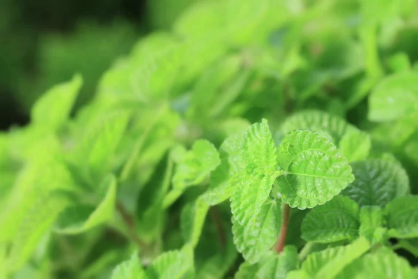 Pepper mint leaves — Stock Photo, Image