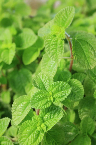 Feuilles de menthe poivrée — Photo