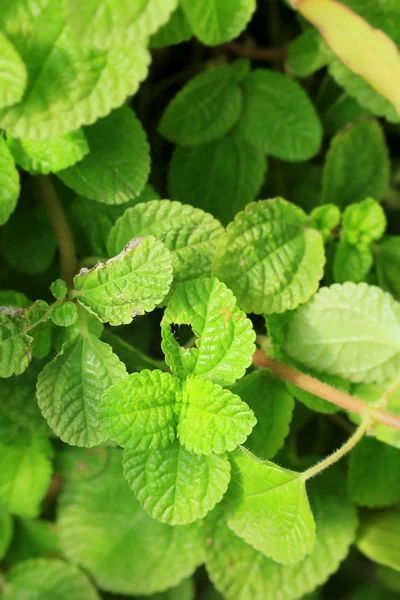 Hojas de menta de pimienta —  Fotos de Stock