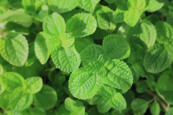 Hojas de menta de pimienta — Foto de Stock